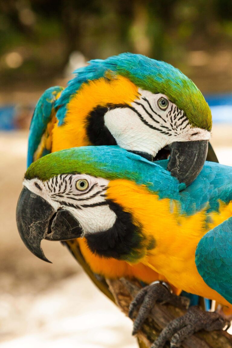 Manatí Park