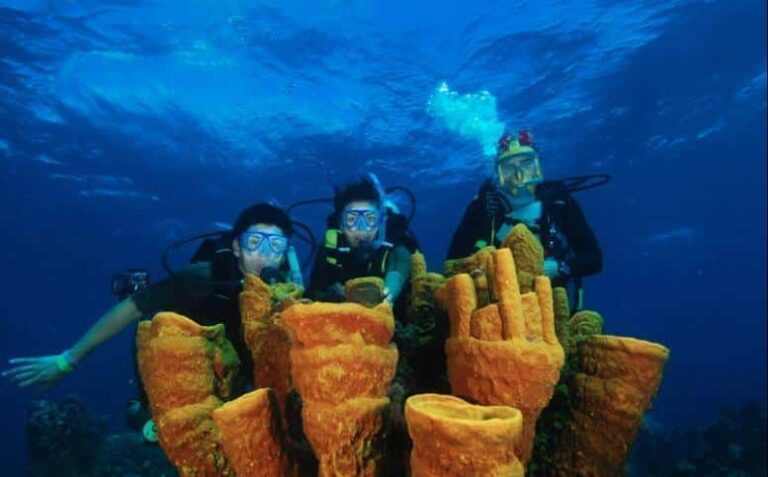 Buceo Isla Saona