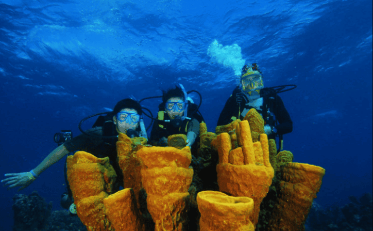 Buceo Isla Catalina