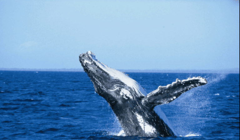 Ballenas Jorobadas en Samaná