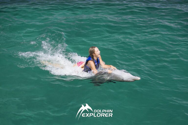 Dolphin Explorer  Excellence