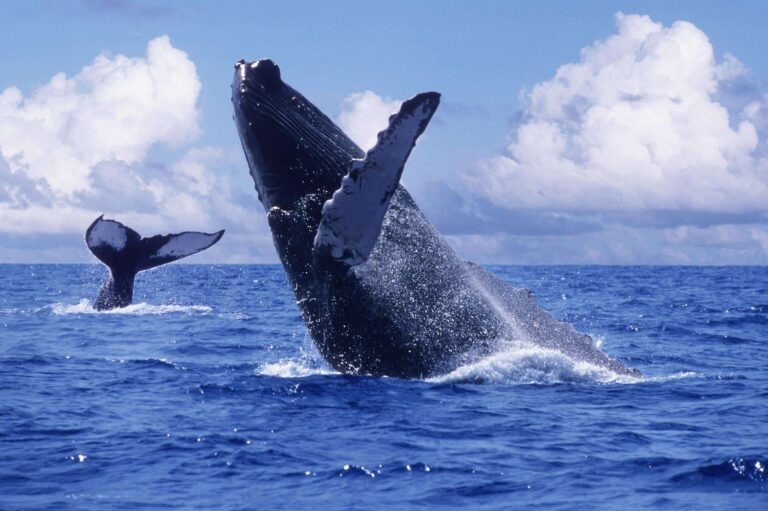 Ballenas Jorobadas en Samaná