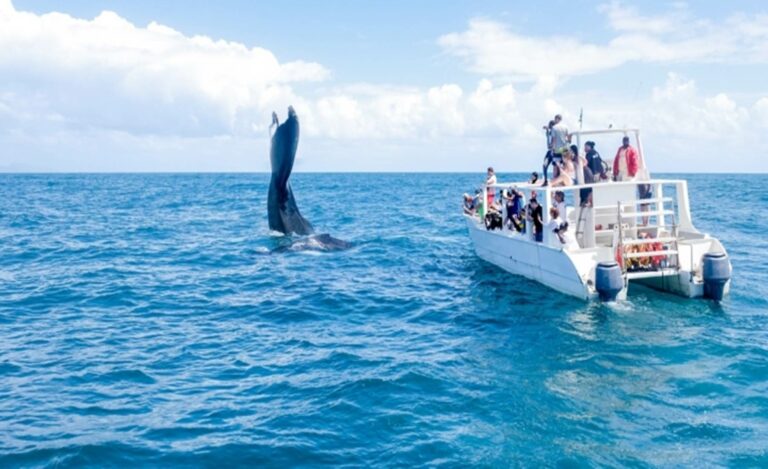 Ballenas Jorobadas en Samaná